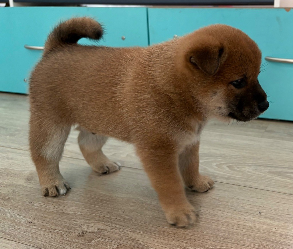 chiot Shiba Anthony Pachas